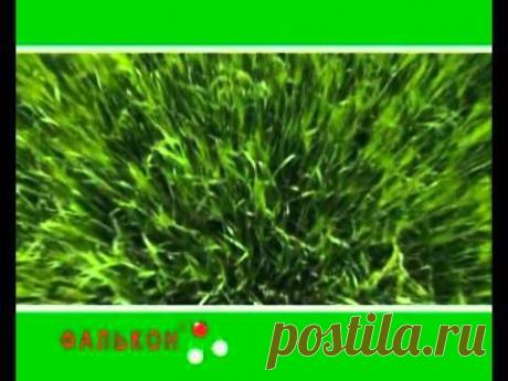 Фалькон - фунгицид - YouTube