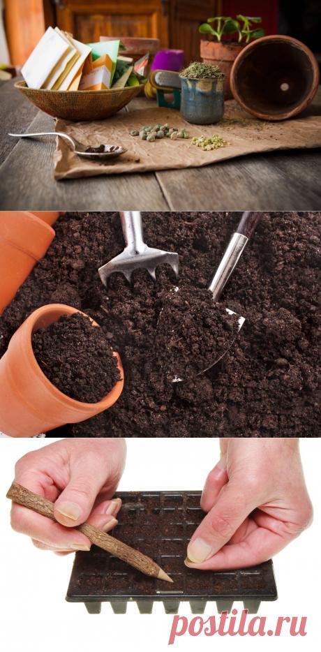 Сезонные работы в саду и огороде: конец января – начало февраля / Журнал садовода Uleyskaya / 7dach.ru