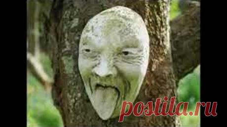 В тёмном - притёмном лесу...День рождения