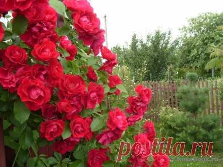 Сад участника Vershina