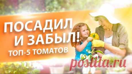 ТОП-5 ТОМАТОВ ПРОСТЫХ В ВЫРАЩИВАНИИ