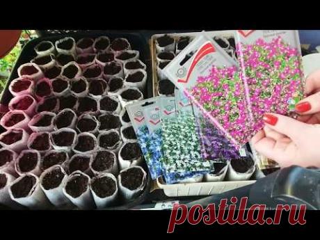 🌺🌼Сею ЛОБЕЛИЮ моим любимым способом - без ПИКИРОВКИ.