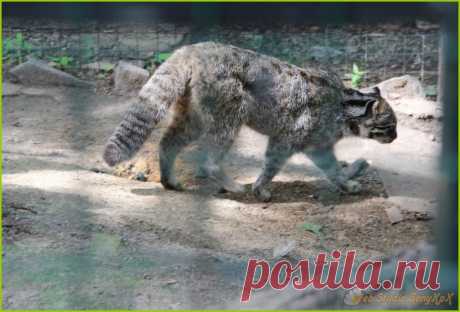 Городская красота   Амурский кот. Городская красота