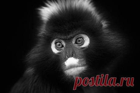 Дикие и прекрасные