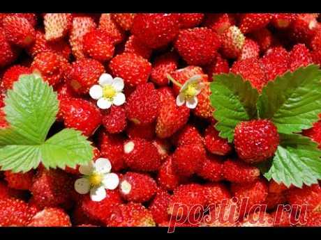 НЕОБЫЧНЫЙ УРОЖАЙНЫЙ СПОСОБ ВЫРАЩИВАНИЯ ЗЕМЛЯНИКИ!