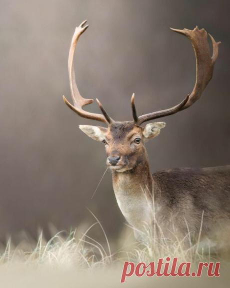 Прекрасные моменты дикой природы через объектив фотографа Дика ван Дёйна