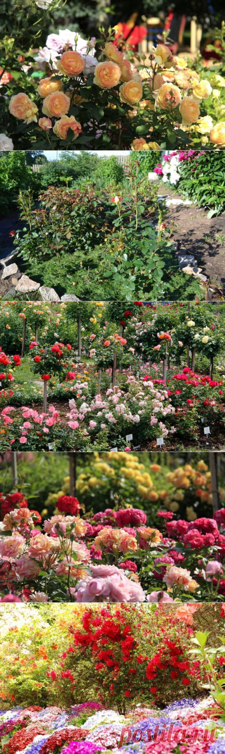Розарий на даче - пошаговая инструкция с фото примерами как оформить розарий и ухаживать за ним | Тысяча и одна идея