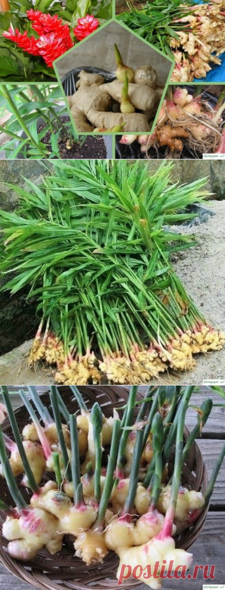 Кaк вырaстить домa имбирь