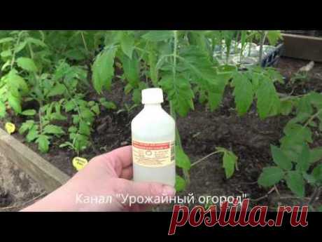 НАШАТЫРНЫЙ СПИРТ -СУПЕР УДОБРЕНИЕ ДЛЯ ТОМАТОВ!