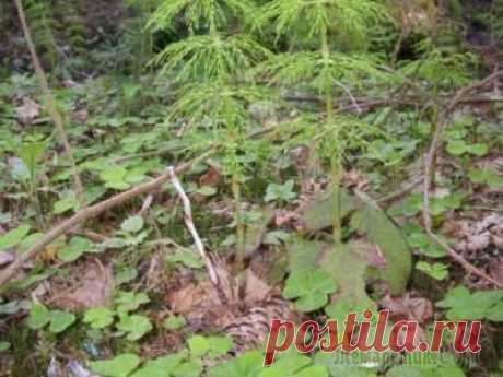 Как определить кислотность почвы?