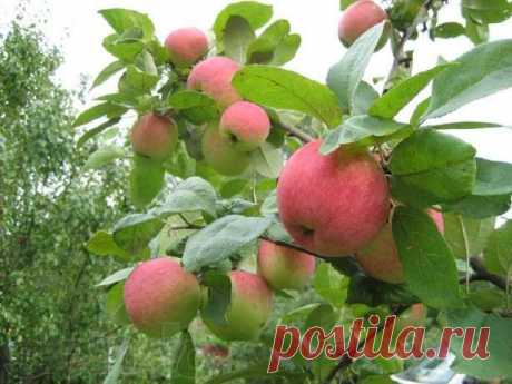 Сочетаем растения на огороде. Малина эгоистка! И почему яблони любят помидоры...