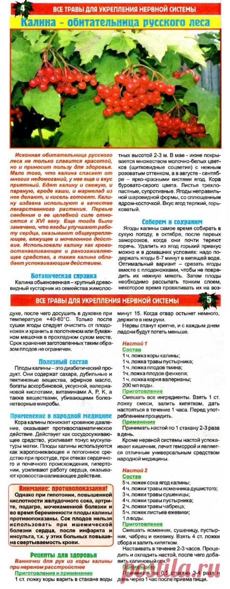 Калина - обитательница русского леса