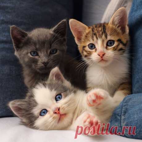 Как я им в глаза буду смотреть - OGADANIE.RU