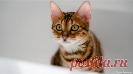 Что мы знаем об интеллекте кошек Объем не имеет значенияУ кошек относительно небольшой объем мозга, но это никак не влияет на уровень их IQ. Его определяет количество нейронов. А их у пушистых 250–300 миллионов. Кроме того, мозг кошек удивительно схож с человеческим. Они могут понимать сигналы хозяина, реагировать на них...