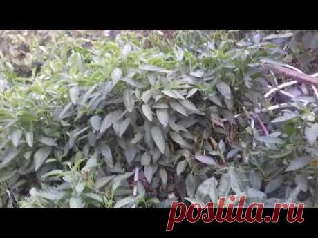 и вновь о пепино