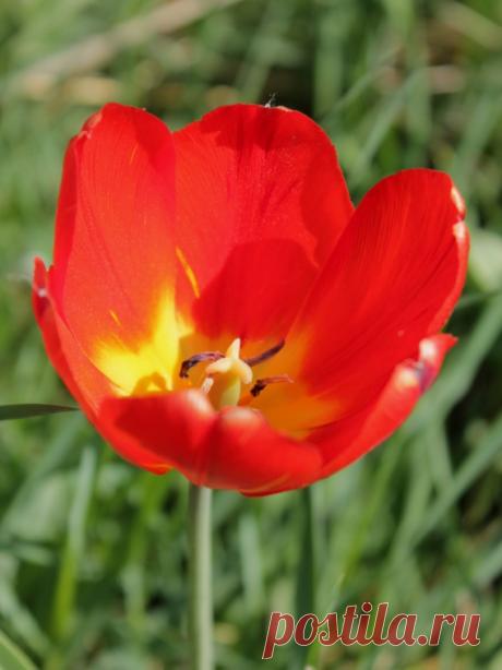 Тюльпан