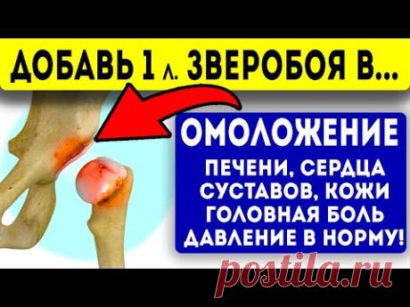 3 ДРЕВНИХ настоя со зверобоем омолодят сердце, суставы, печень и кожу! Давление и головная боль!