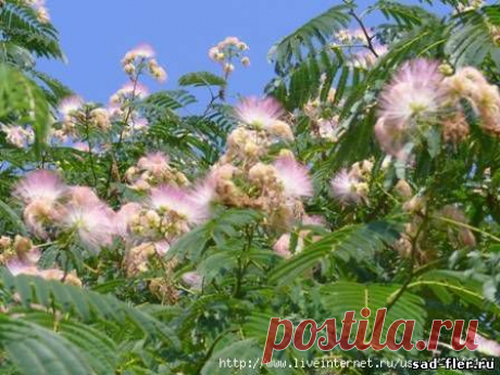 Акация персидская - Фотографии цветочных композиций, оформление спусков, лестниц и др. - Фотоальбомы - Стиль моего сада. Мой сад. Цветы.