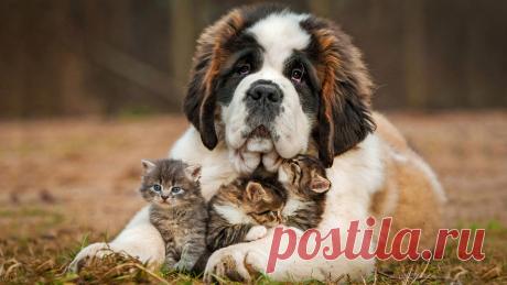Wallpaper-Tan-Black-And-White-St.-Bernard-And-Black-Tabb43-scaled.jpg (2560×1440)