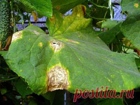 У меня часто желтели листья у огурцов. Тогда моя свекровь рассказала, что просто не нужно выбрасывать хлеб