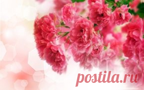 Цветы обои на рабочий стол - страница 40