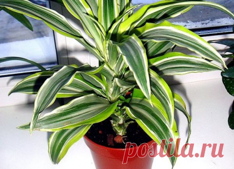 Описание и выращивание африканской деремской драцены Описание сорта Драцена деремская была привезена к нам из жаркой и сухой Африки. Изящное растение имеет ровный ствол, на котором густо расположены листья. В высоту комнатное растение может достичь 1,5 ...