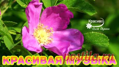 ЭТУ МУЗЫКУ МОЖНО СЛУШАТЬ ВЕЧНО! Потрясающая, самая красивая музыка на свете !!! Видео снято и смонтировано лично мной, автором канала "Красиво для души!".Группа Vkontakte https://vk.com/club187755269▶Фоновая музыка (Music): 🎵 Сергей Гри...