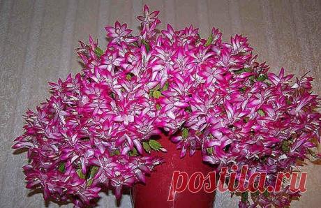 Чем подкормить Декабрист ранней весной, чтоб заставить цвести прекрасное растение Можно использовать какой-то один вид удобрений, а можно чередовать. Главное не забывайте подкармливать Декабрист.