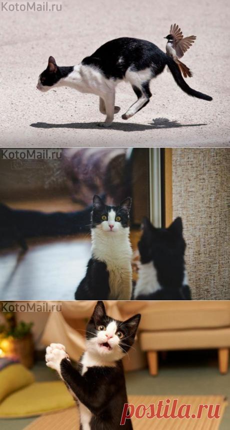 Чёрно-белая судьба ;-)