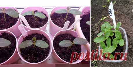 как вырастить крепкую рассаду огурцов