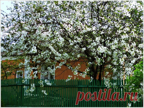 Каким образом можно омолодить старые яблони? Есть два способа | Наша Дача | Яндекс Дзен