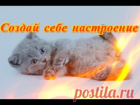 Забавные животные