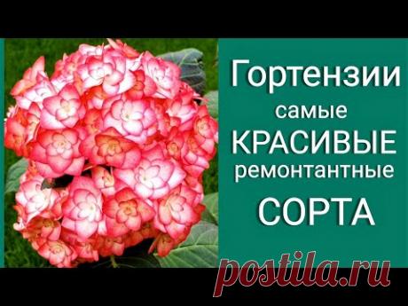 Гортензия. Самые КРАСИВЫЕ ремонтантные СОРТА. Обзор коллекции.