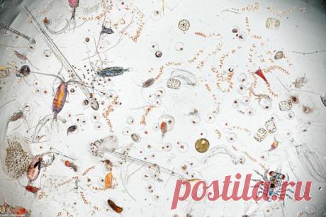 Капля морской воды, увеличенная в 25 раз