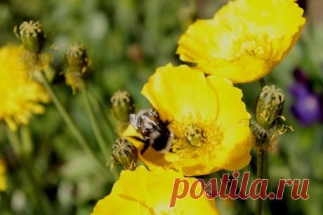 Альпийские маки