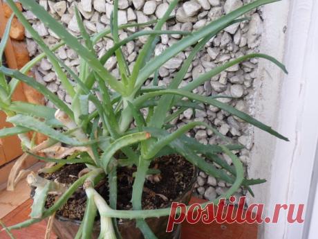 Алоэ (столетник): польза, уход, использование | Ваше хозяйство | Дзен