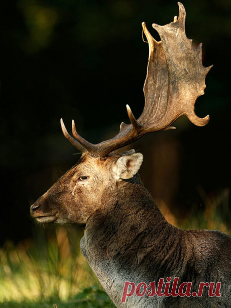 Осенний клич – олений гон