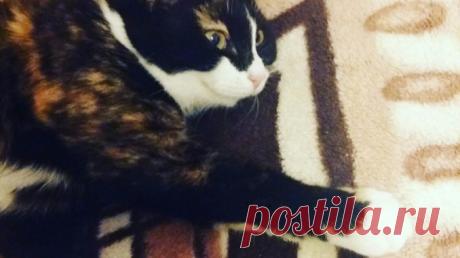 НАШЛА ЕЕ НА УЛИЦЕ — МАЛЕНЬКУЮ, ГРЯЗНУЮ, ПЛАЧУЩУЮ ГРОМКО-ГРОМКО… — Лап-Ушки.com — любимые животные