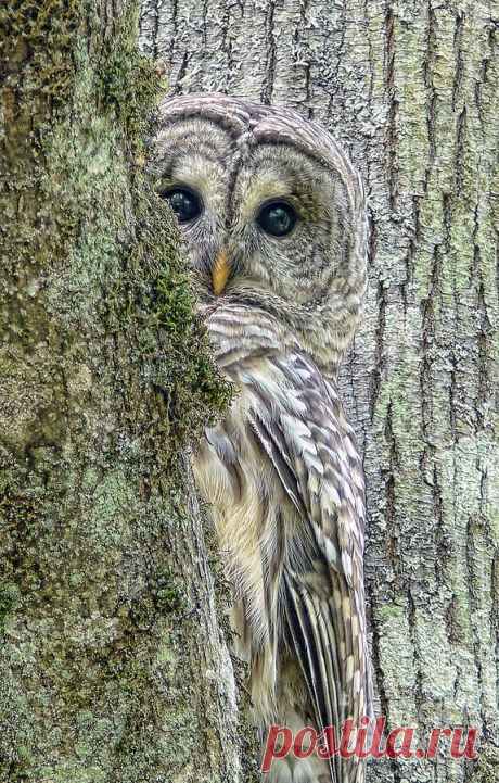Barred Owl Peek a Boo Print by Jennie Marie Schell