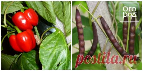 7 пар растений, которые нельзя выращивать рядом | На грядке (Огород.ru)