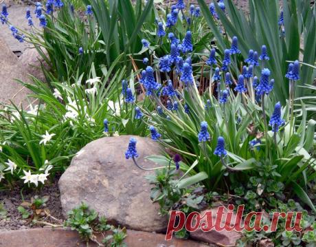 "Мышиный гиацинт" - мускари | Самоцветик