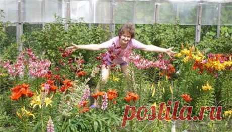 Выкопать лилии или укрыть для зимовки