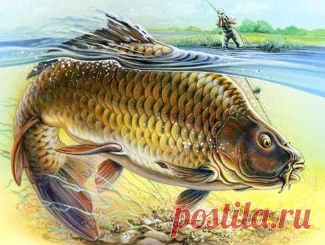 Снасть, которая всегда ловит. Подробно в картинках | жерех | Яндекс Дзен