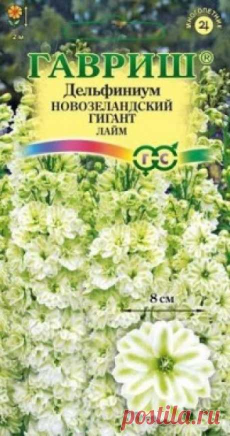 Семена. Дельфиниум супермахровый "Новозеландский гигант лайм" (3 штуки) Всхожесть: 79%.
Новозеландские гиганты — признанные мировые законодатели селекционной моды среди дельфиниумов. Исключительные декоративные качества, зимостойкость, долговечность и неприхотливость, сделали эти сорта самым желанным приобретением многих профессионалов и садоводов-любителей...