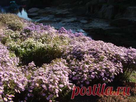 Лещиновый пруд