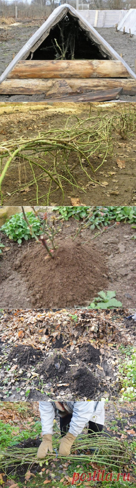 1001 полезный совет: Как укрыть садовую розу на зиму