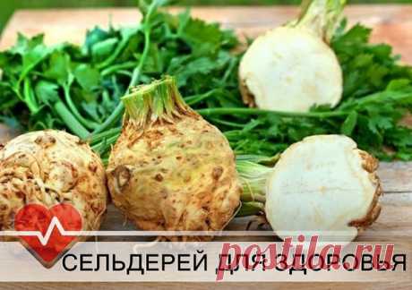 СЕЛЬДЕРЕЙ ОТ ВСЕХ БОЛЕЗНЕЙ.
Аллергия.
2 ст. ложки измельченных корней настаивают 2 часа в 1 стакане холодной воды. Пьют по 1/3 стакана 3 раза в день за 15-20 мин. до еды.
Воспалительные заболевания кожи (фурункулы, гнойные раны и др.).
Полстакана листьев залить до верха уксусом, добавить 1/2 ч. ложки соли. Прикладывать к воспаленным местам.
Гастрит.
30-40 г корня заливают 1 литром кипящей воды, настаивают 8 часов. Пьют по 2 ст. ложки 3 раза в день до eды.
Неврозы, ...