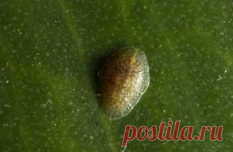 Щитовка на растениях – как распознать и эффективно бороться с вредителем