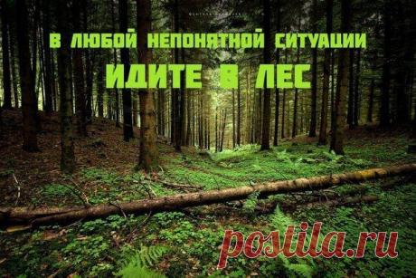 В любой непонятной ситуации ИДИТЕ В ЛЕС!