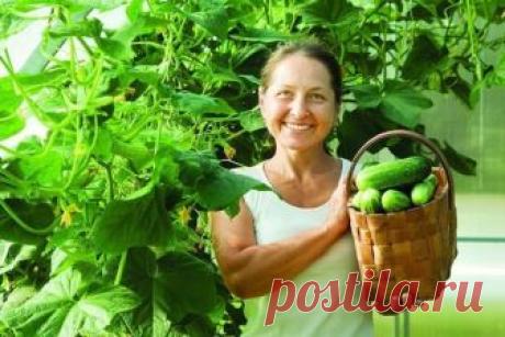 Огурцы взойдут очень быстро и не будут болеть! 2 отличных способа, которые стоит взять на заметку. | Дачная страна | Яндекс Дзен